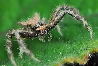 female juvenile