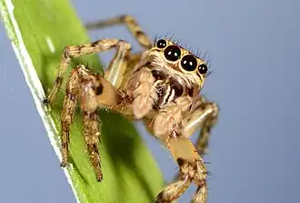 female T. rufa
