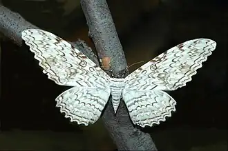 With wings stretched out