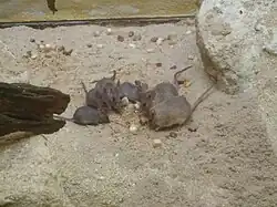 Brown mice