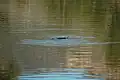Platypus in the reserve