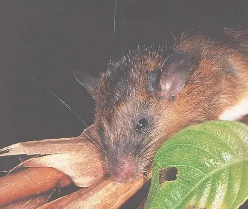 Brown and white rat