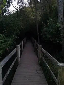 Boardwalk trail along Wildcat Creek in Tilden Regional Park