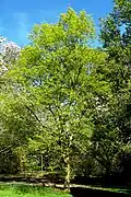Mongolian Lime at Exbury, UK