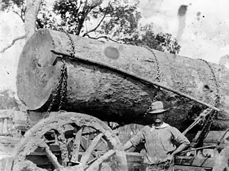Timber cutter with a large log in Barakula