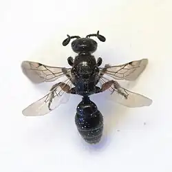 Dead female specimen; wings unfolded, antennae curled