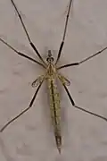 T. vestigipennis female specimen