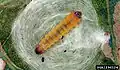 Larva
