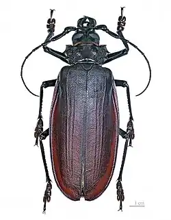 Titan Beetle is generally associated with the Amazon Rainforest.