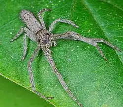 female