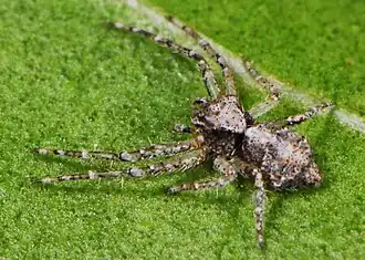 female