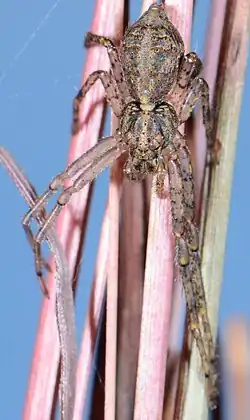 female