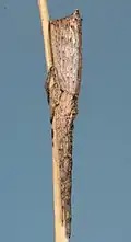 female