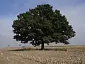 Memorial oak tree in the fields between Točná and Cholupice