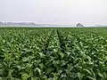 Tobacco cultivation in Lama