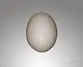 Egg of Streptopelia risoria