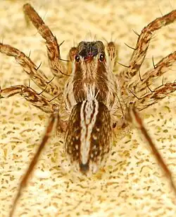 female T. heteroculata