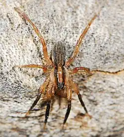 female