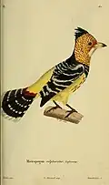Trachyphonus vaillantii painted by Jean-Gabriel Prêtre, engraved by Annedouche