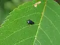 Trachys toringoi, Japan