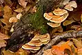 A cluster with clearly defined growth rings.