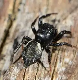 male T. deamatus