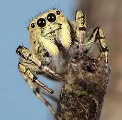 female