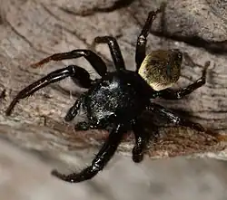 male T. lesserti
