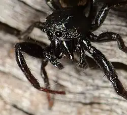 male