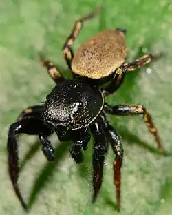 male T. transvaalicus