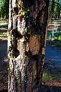 Shrapnel scarred tree