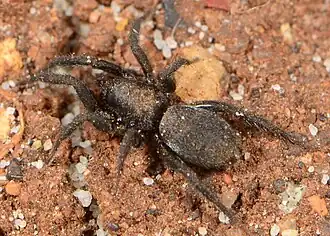 female
