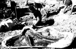 Fox, BHI 4182, left dentary at the excavation, with Casey Smith