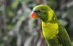 A green parrot with a yellow-green chest and nape