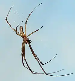 female