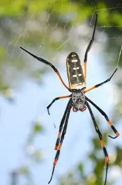 T. senegalensis