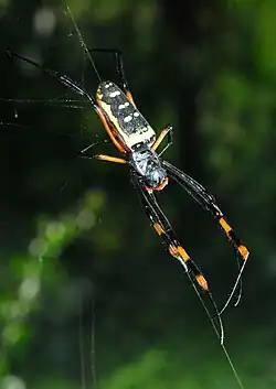 female