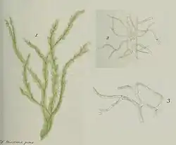 Trichosolen antillarum Montagne = Trichosolen duchassaingii (J.Agardh) W.R.Taylor