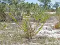 Whole plant