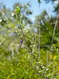 Inflorescence and leaves