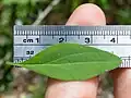 Leaf with scale