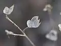 Dried calyx