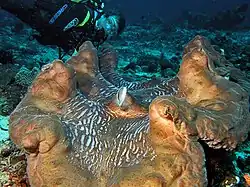 Tridacna gigas