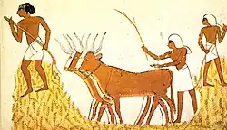 Threshing in ancient Egypt, where emmer was widely used for bread[33]
