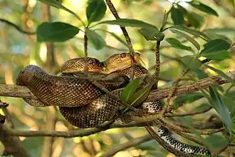 A Trinidad tree boa seen resting on a branch in the Caroni Swamp