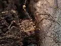 Triregia fairburni fairburni