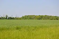 Fields west of Clay Center