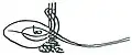 Tughra of Osman II