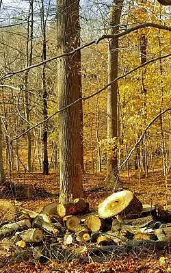 Cut wood