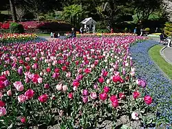 photo of massed tulips in park